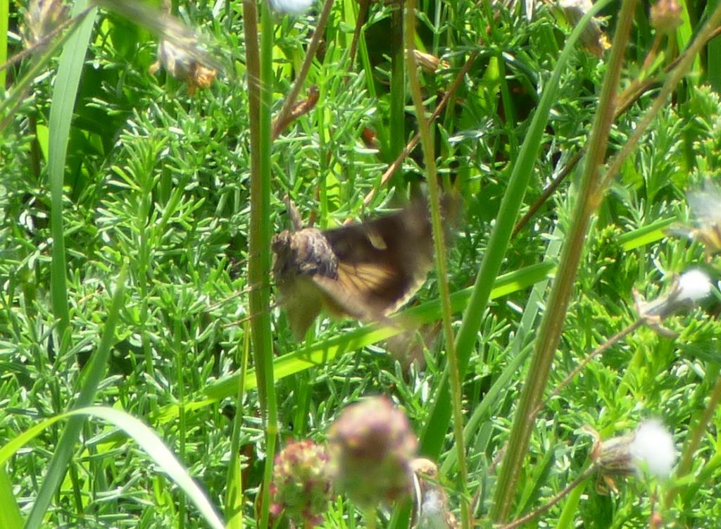 Falena da identificare: Autographa gamma - Noctuidae